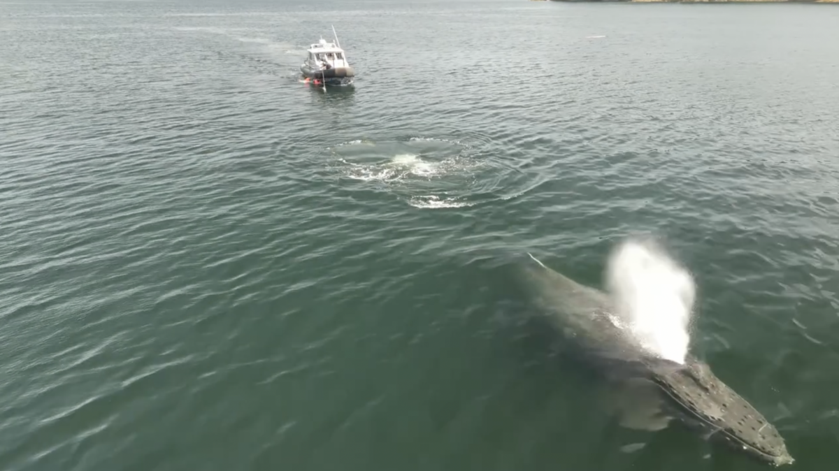 A “severely entangled” humpback whale was rescued off the coast of Canada during a “complex” operation that spanned three days.